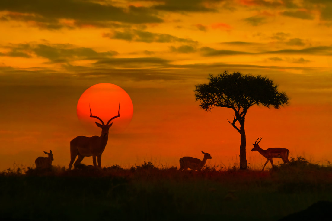 silhouette of antelopes at sunset in Africa