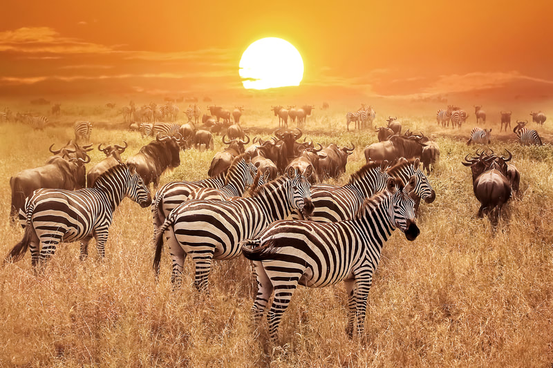 herd of zebras and wildebeest with an orange sunset backdrop

